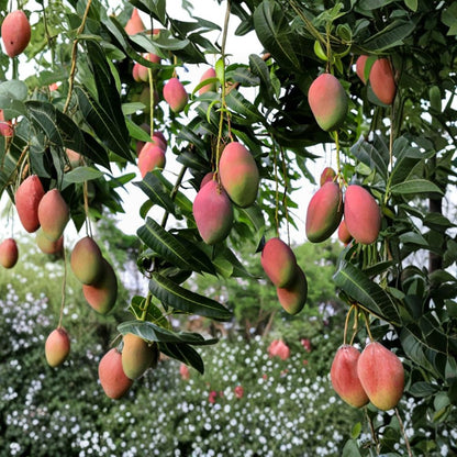 Pickering Dwarf Mango Tree – Mangifera indica ‘Pickering’ Live Grafted Tree | 3 Gallon Pot | 2–4 Feet Tall  Authentic Zill’s Selection | Compact & Sweet | Container Favorite