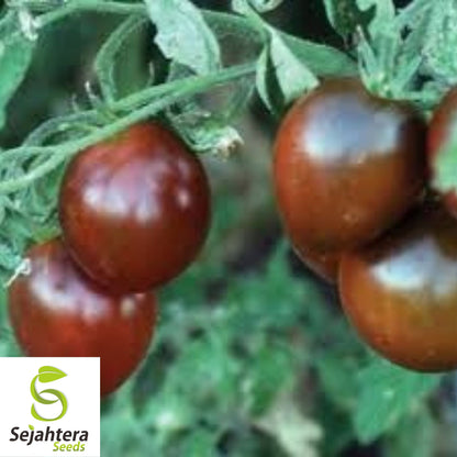 Black Prince Tomato Seeds - 30+ Heirloom, Organic, Non-GMO & Rare