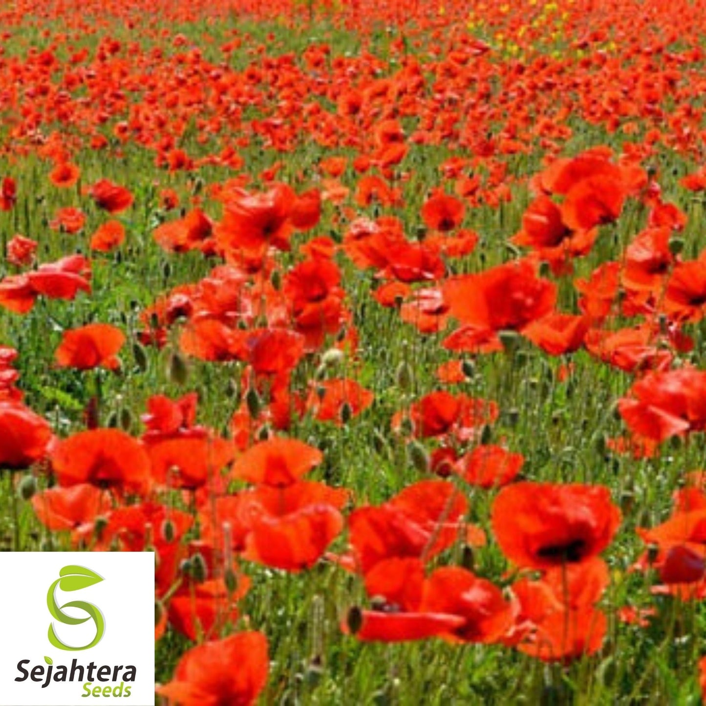 Corn Red Poppy Seeds 1000+ | Vibrant Annual Flower for Gardens USA