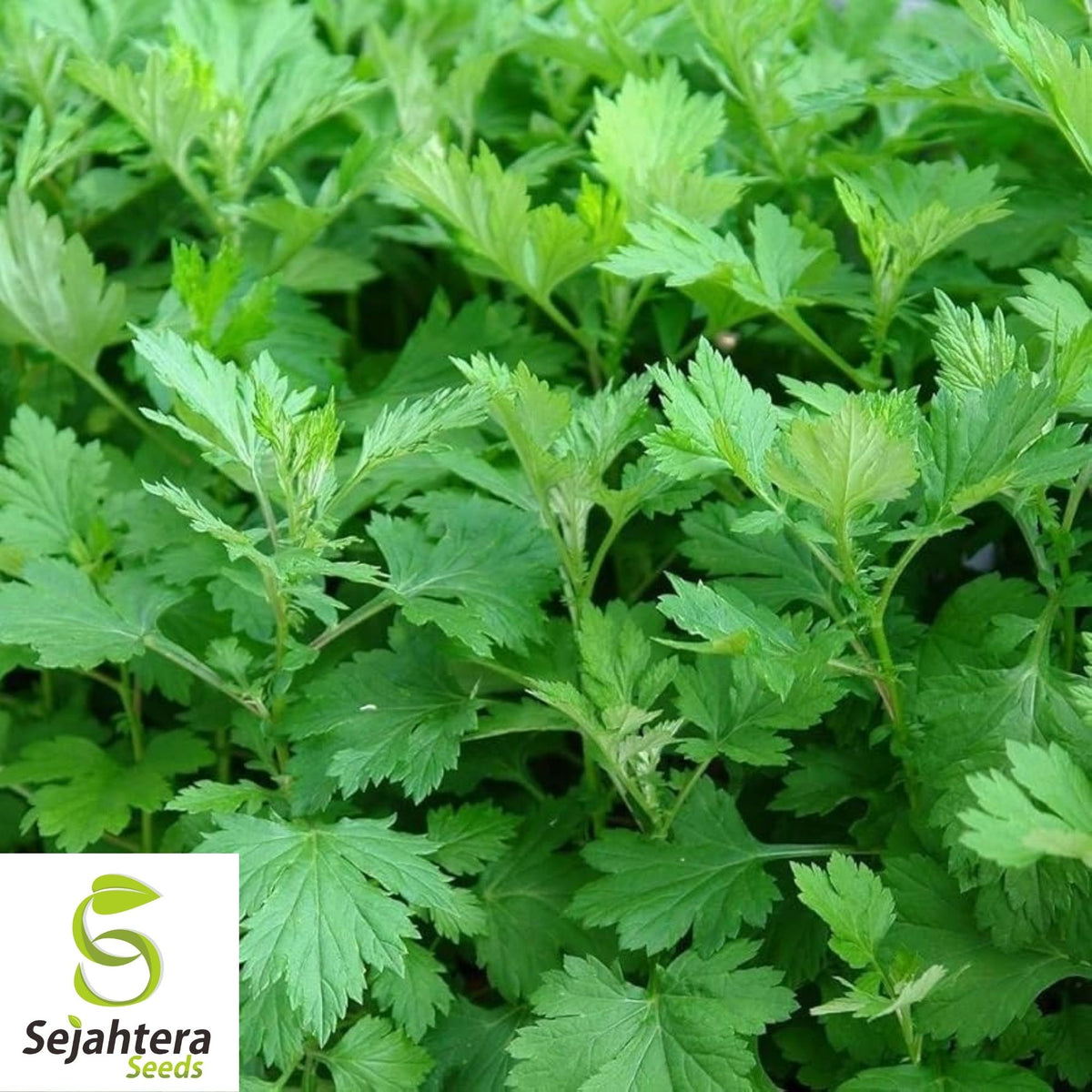 Mugwort Seeds 500+ | Artemisia vulgaris Medicinal Herb Heirloom USA