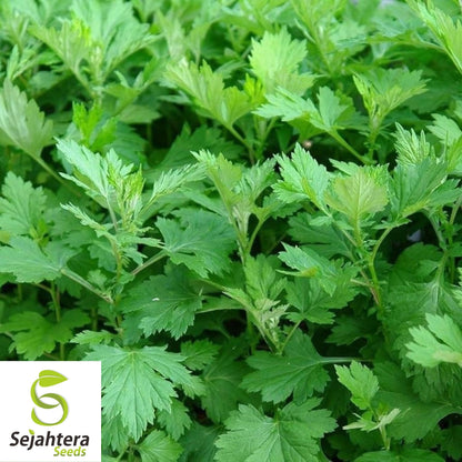 Mugwort Seeds 500+ | Artemisia vulgaris Medicinal Herb Heirloom USA