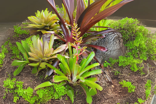 Bromeliad Aechmea Greg 9" Pot - Green & Red Blushing Foliage, Yellow Berry Bloom - Aechmea Greg Plant for Indoor & Landscape