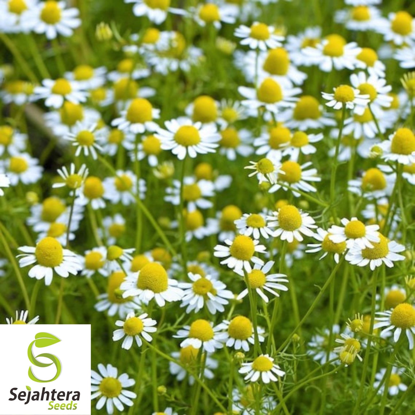 200 German Chamomile Herb Seeds - Non-GMO, Aromatic & Medicinal Herb