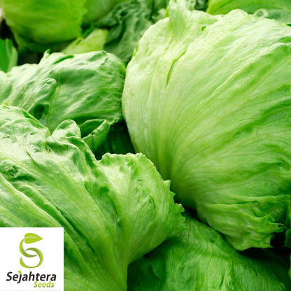 1000 Iceberg Lettuce Seeds - Non-GMO, Crisp & Refreshing Greens