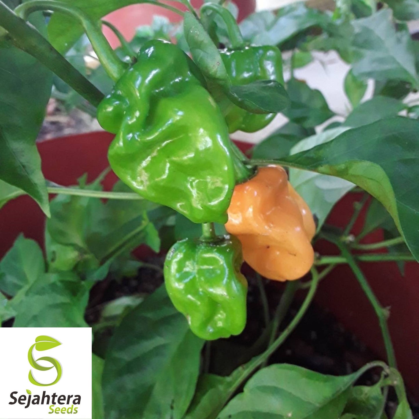 25+ Habanero Hot Pepper Seeds - Non-GMO, Heirloom & Extra Spicy Variety