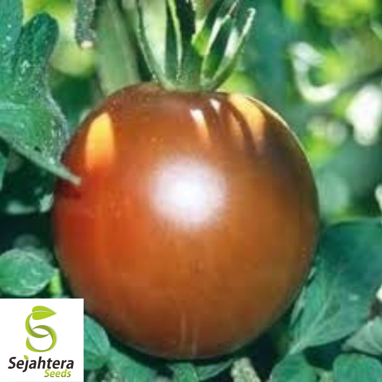 Black Prince Tomato Seeds - 30+ Heirloom, Organic, Non-GMO & Rare