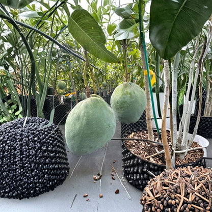 M4 Mango Tree – Mangifera indica ‘M4’ Live Grafted Tree | 3–4 Feet Tall | Late-Season Premium Variety  Sweet Creamy Coconut Notes | High Yield | Florida Favorite