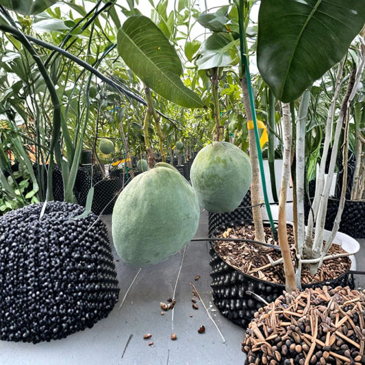 M4 Mango Tree – Mangifera indica ‘M4’ Live Grafted Tree | 3–4 Feet Tall | Late-Season Premium Variety  Sweet Creamy Coconut Notes | High Yield | Florida Favorite