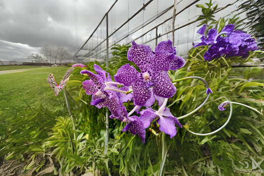 Vanda Orchid Plant in Medium Pot - Gordon Dillon x Fuchs Delight Hybrid - Fast Grower, Vibrant Colors - Vanda spp.