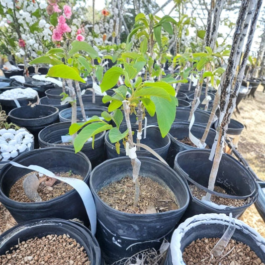 Geffner Atemoya Fruit Tree – Annona atemoya ‘Geffner’ Grafted Live Tree | 3 Feet Tall | Shipped in 3 Gallon Pot  Sweet Custard Fruit | Self-Pollinating Variety | Tropical Backyard Favorite