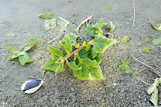 New Zealand Spinach (Tetragonia tetragonioides)
