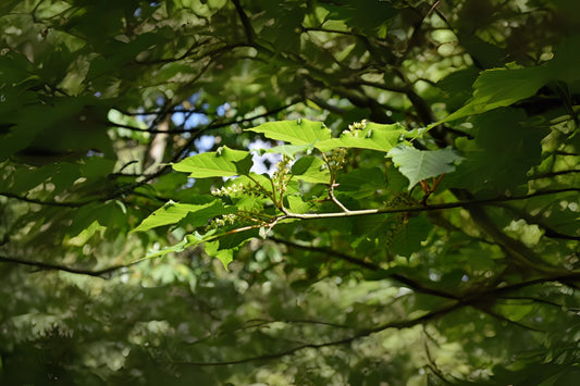 Herss Maple (Acer davidii ssp. grosseri 'Hersi' China)