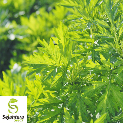 Mugwort Seeds 500+ | Artemisia vulgaris Medicinal Herb Heirloom USA