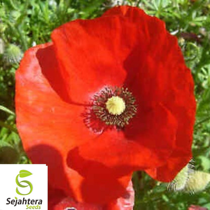 Corn Red Poppy Seeds 1000+ | Vibrant Annual Flower for Gardens USA