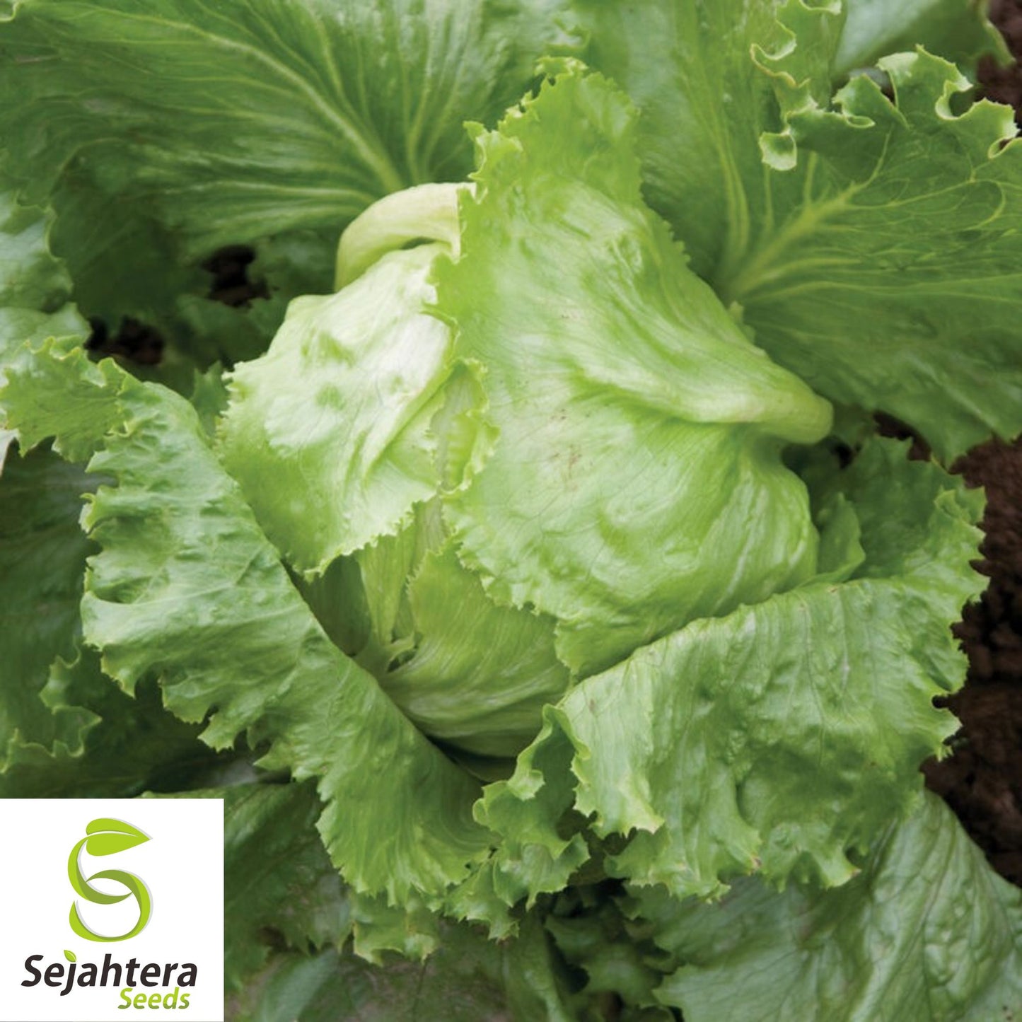 1000 Iceberg Lettuce Seeds - Non-GMO, Crisp & Refreshing Greens