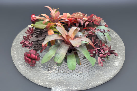 Vriesea Plant 8" Pot, Hawaiian Hybrid Vriesea ‘Sherlette Shiigi’, Stunning Bromeliad with Unique Leaf Markings