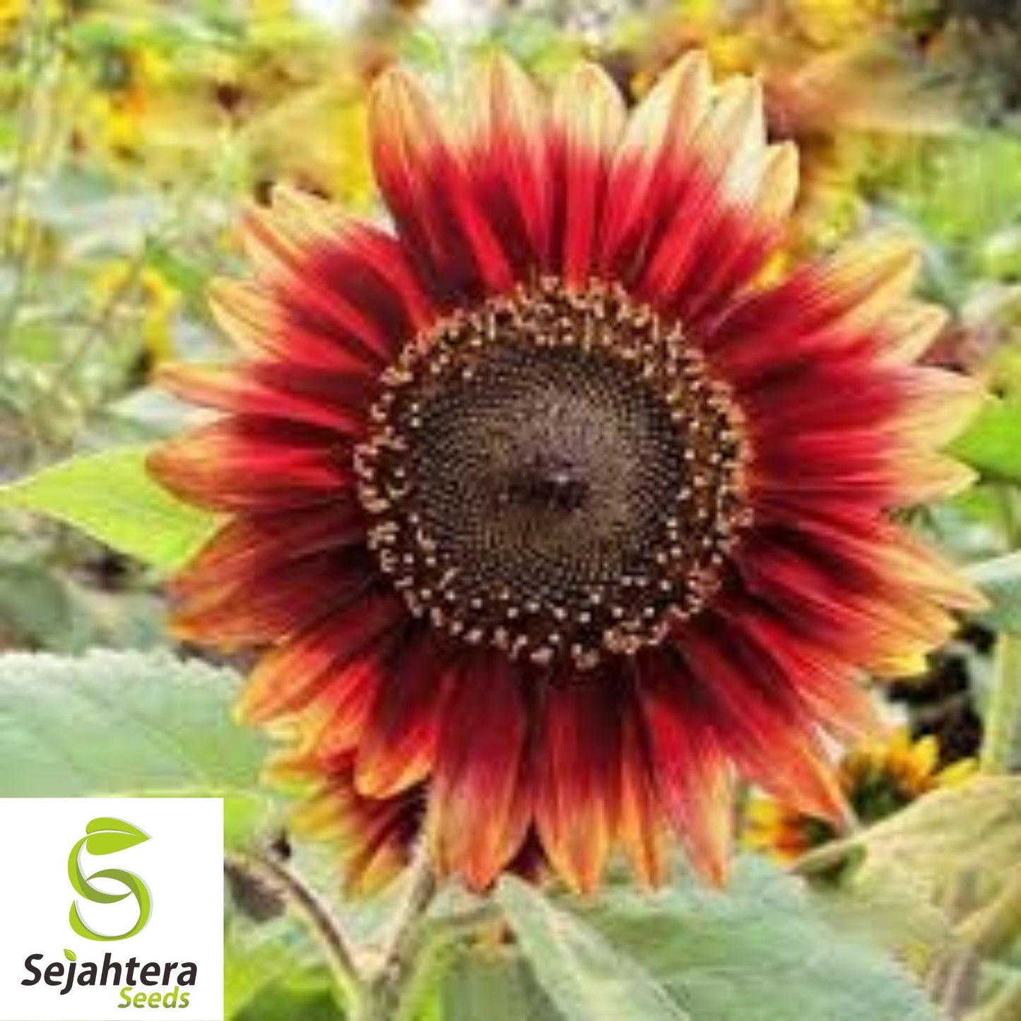 Indian Blanket Sunflower Seeds - 50+ Native Wildflower - Cut Flowers & Pollinators