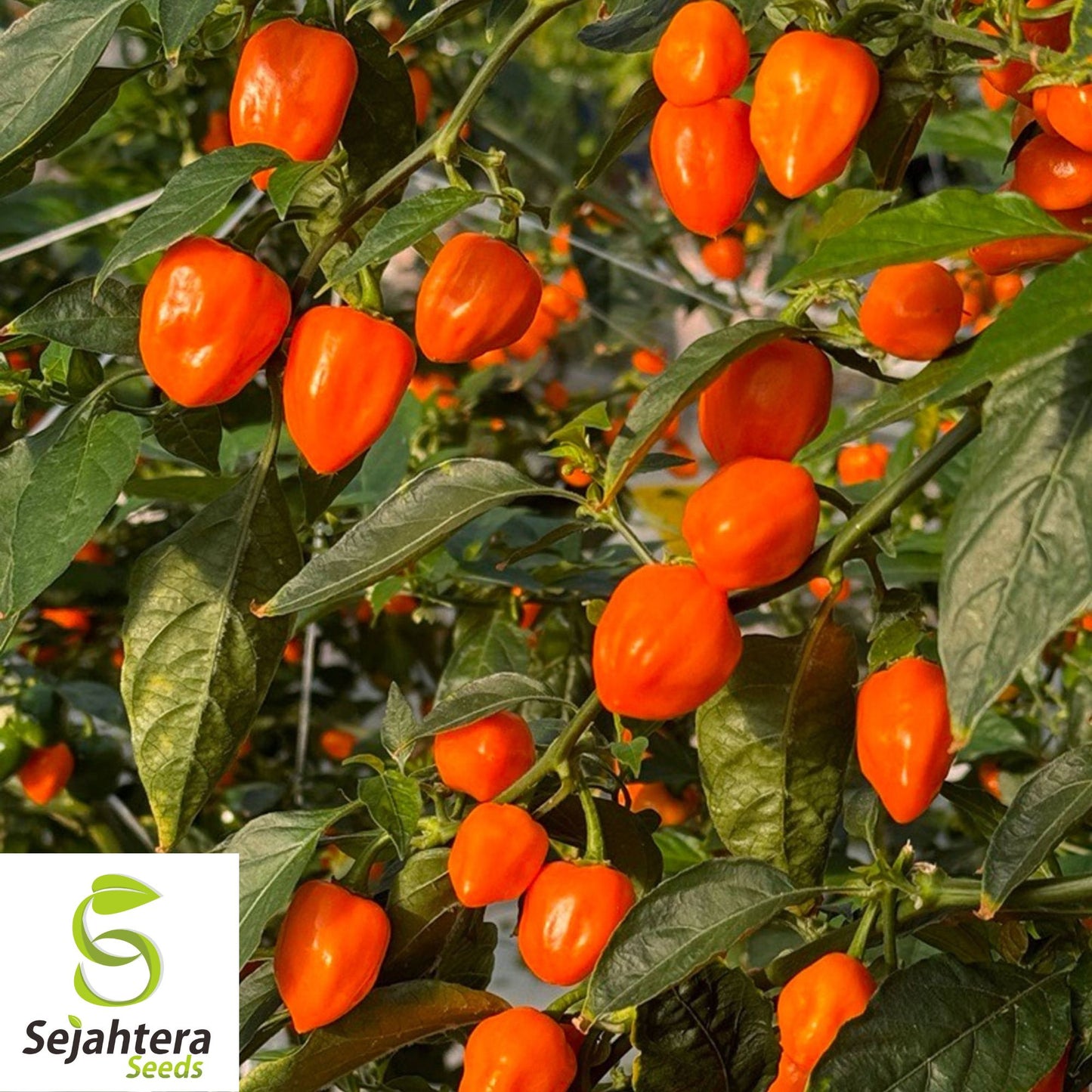 25+ Habanero Hot Pepper Seeds - Non-GMO, Heirloom & Extra Spicy Variety