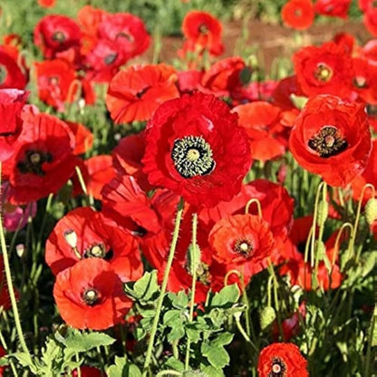 Corn Red Poppy Seeds 1000+ | Vibrant Annual Flower for Gardens USA