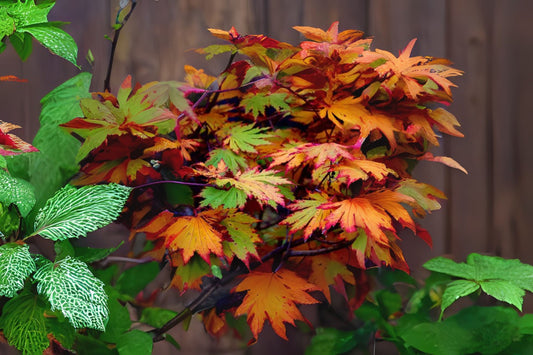 Meigetsu Full-moon Maple (Acer japonicum 'Meigetsu' dry seed)