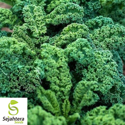 Kale Dwarf Blue Curled Seeds 500+ | Vegetable Garden NON-GMO USA