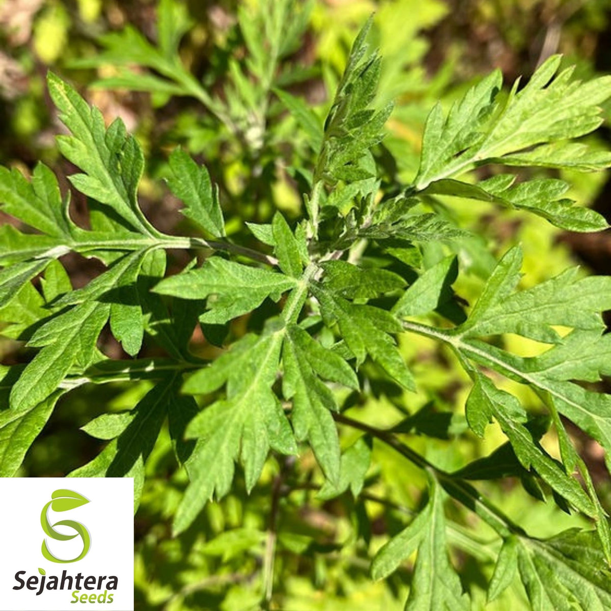 Mugwort Seeds 500+ | Artemisia vulgaris Medicinal Herb Heirloom USA