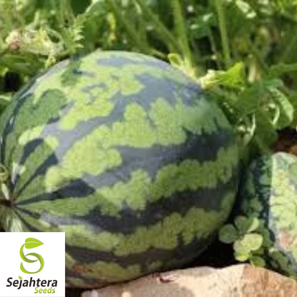 Florida Giant Watermelon Seeds - 12 Organic Heirloom - Sweet & Juicy - Rare