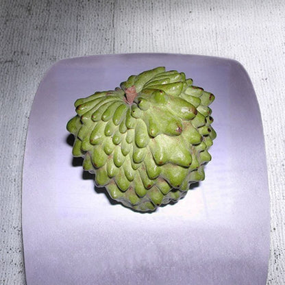 Geffner Atemoya Fruit Tree – Annona atemoya ‘Geffner’ Grafted Live Tree | 3 Feet Tall | Shipped in 3 Gallon Pot  Sweet Custard Fruit | Self-Pollinating Variety | Tropical Backyard Favorite