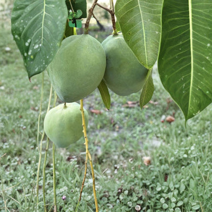 M4 Mango Tree – Mangifera indica ‘M4’ Live Grafted Tree | 3–4 Feet Tall | Late-Season Premium Variety  Sweet Creamy Coconut Notes | High Yield | Florida Favorite