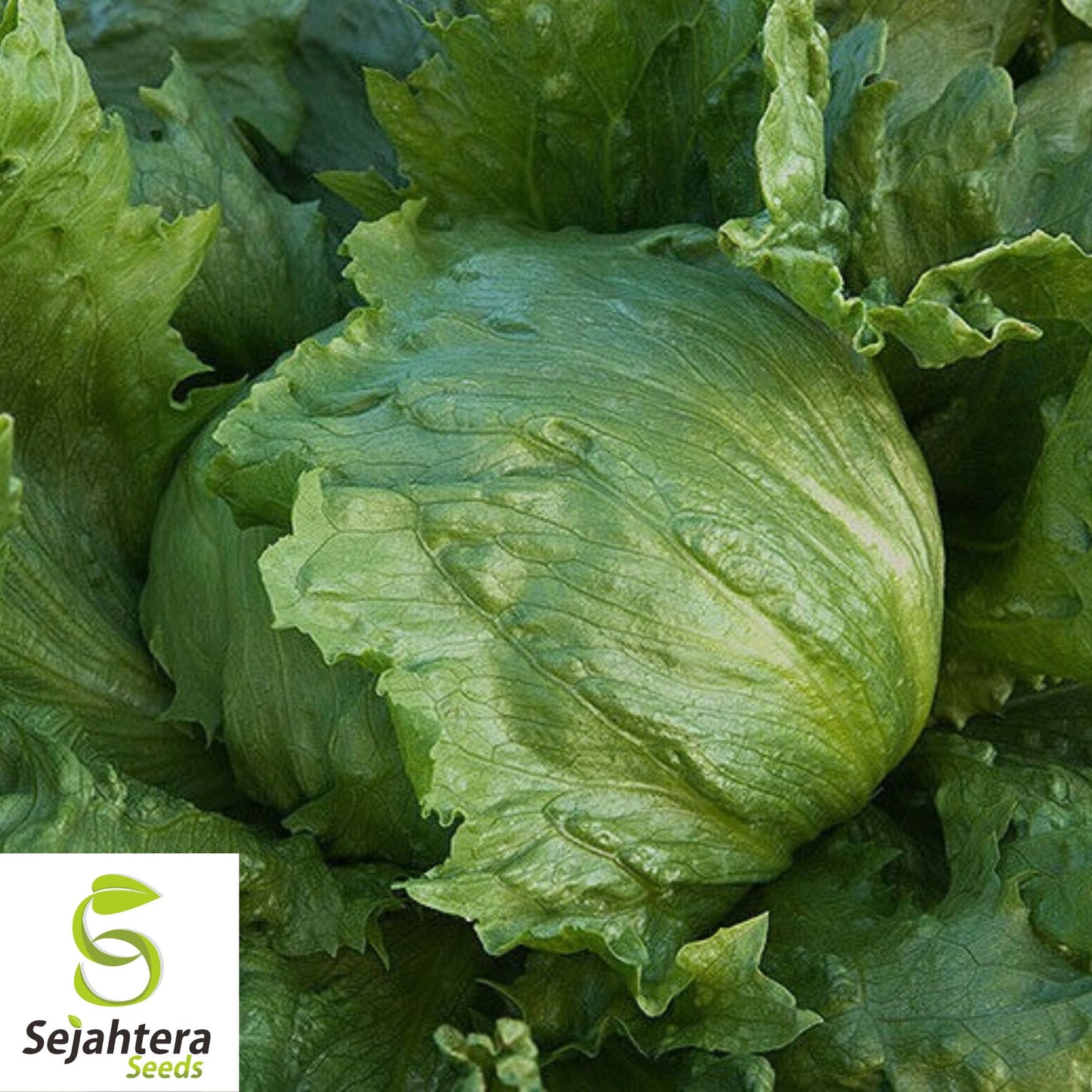 1000 Iceberg Lettuce Seeds - Non-GMO, Crisp & Refreshing Greens