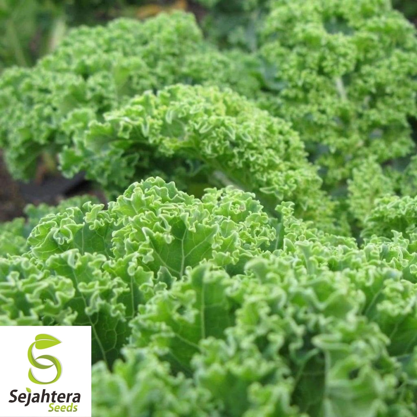 Kale Dwarf Blue Curled Seeds 500+ | Vegetable Garden NON-GMO USA
