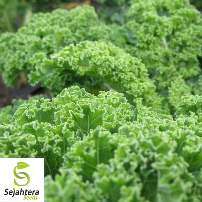 Kale Dwarf Blue Curled Seeds 500+ | Vegetable Garden NON-GMO USA