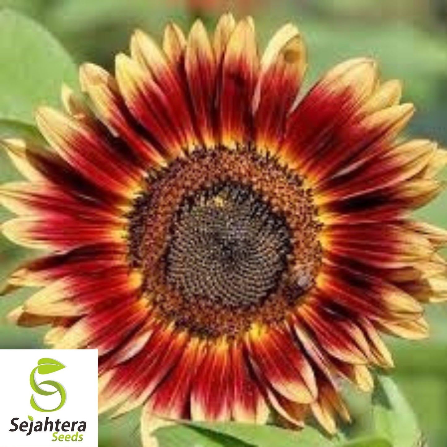 Indian Blanket Sunflower Seeds - 50+ Native Wildflower - Cut Flowers & Pollinators