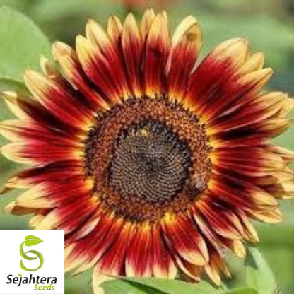 Indian Blanket Sunflower Seeds - 50+ Native Wildflower - Cut Flowers & Pollinators