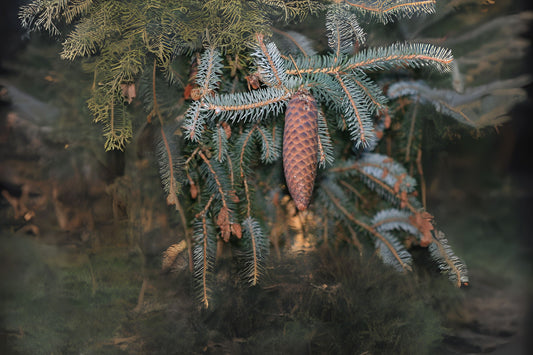 Lijang Spruce (Picea likiangensis)