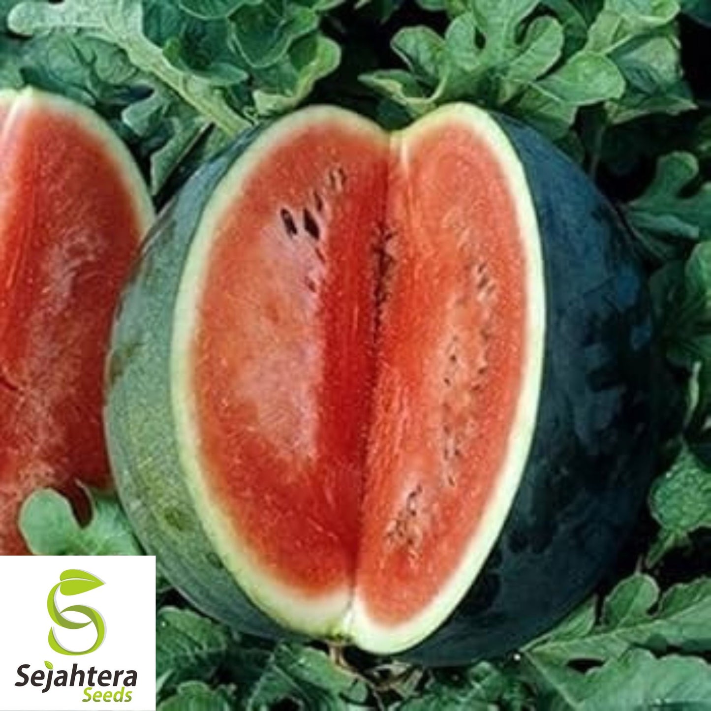 Florida Giant Watermelon Seeds - 12 Organic Heirloom - Sweet & Juicy - Rare