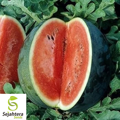Florida Giant Watermelon Seeds - 12 Organic Heirloom - Sweet & Juicy - Rare