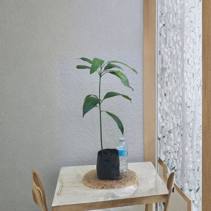 Rare Red Mango Tree – Mangifera indica Live Seedling | 20–24 Inches Tall | Includes Nursery Pot  Sweet Tropical Variety | Larger Fruit Type | Container Friendly