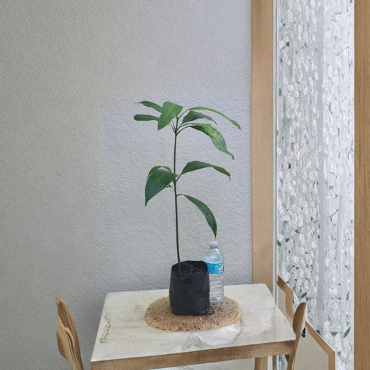 Rare Red Mango Tree – Mangifera indica Live Seedling | 20–24 Inches Tall | Includes Nursery Pot  Sweet Tropical Variety | Larger Fruit Type | Container Friendly