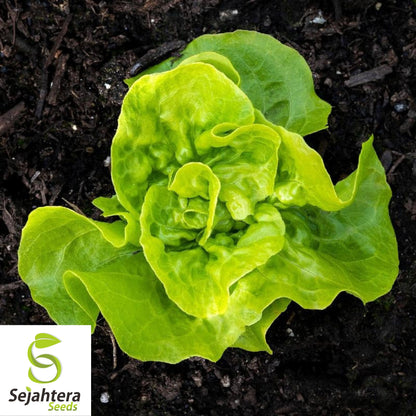 1000 Tom Thumb Lettuce Seeds - Non-GMO, Compact & Heirloom Variety