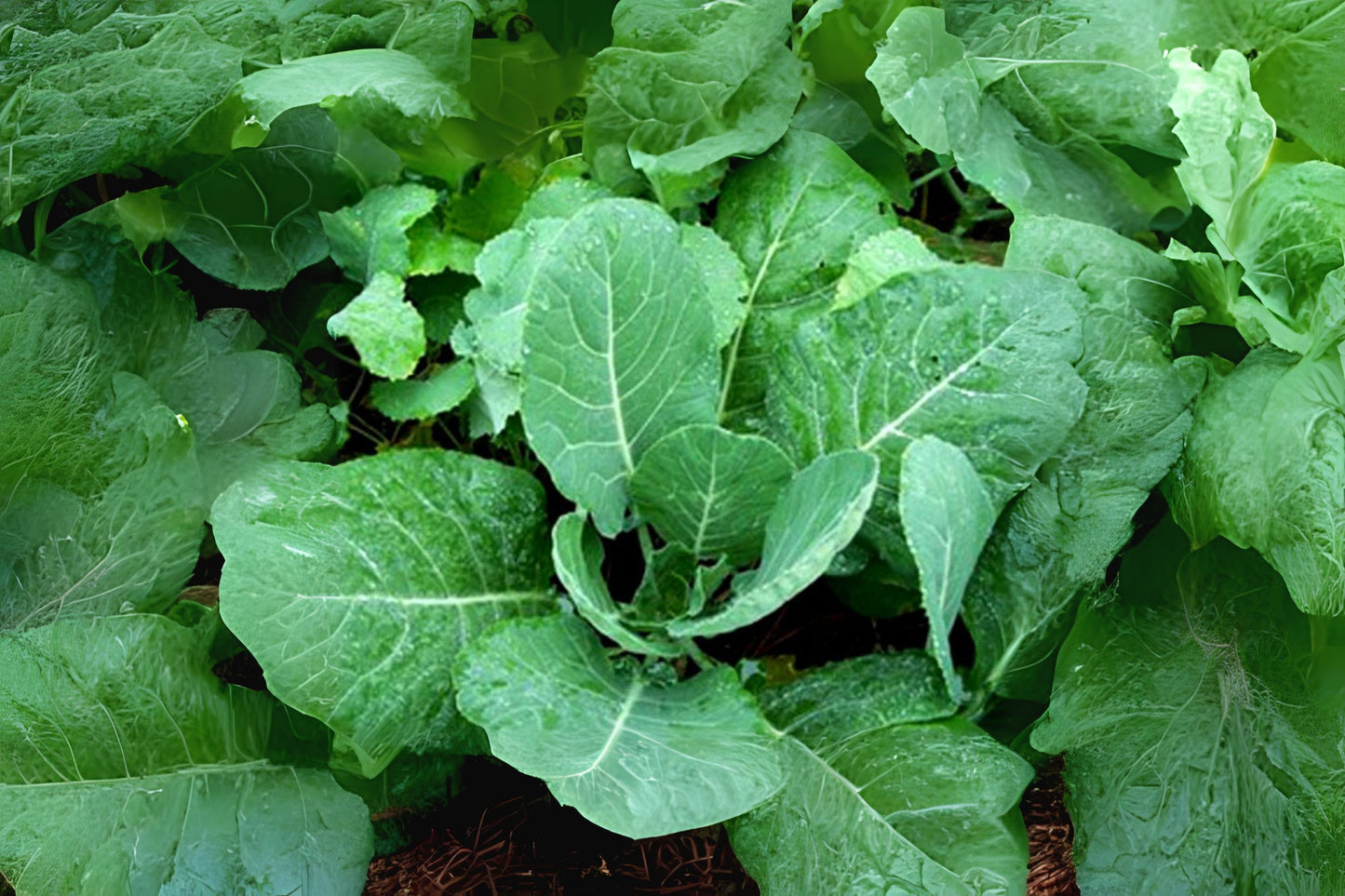 Vates Collards (Brassica oleracea 'Vates')