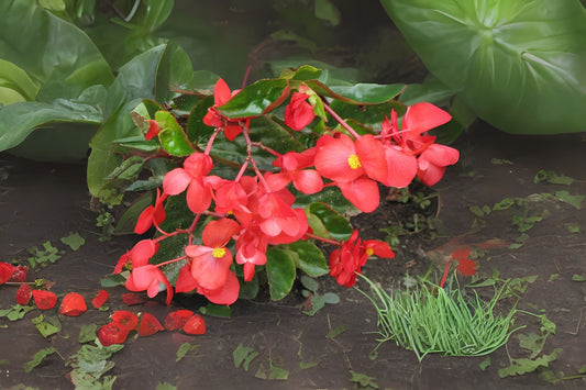 Begonia Plant 3g Pot Angel Wing Red Begonia 'Angel Wing' Eva Kenworthy Gray Indoor Flowering Houseplant