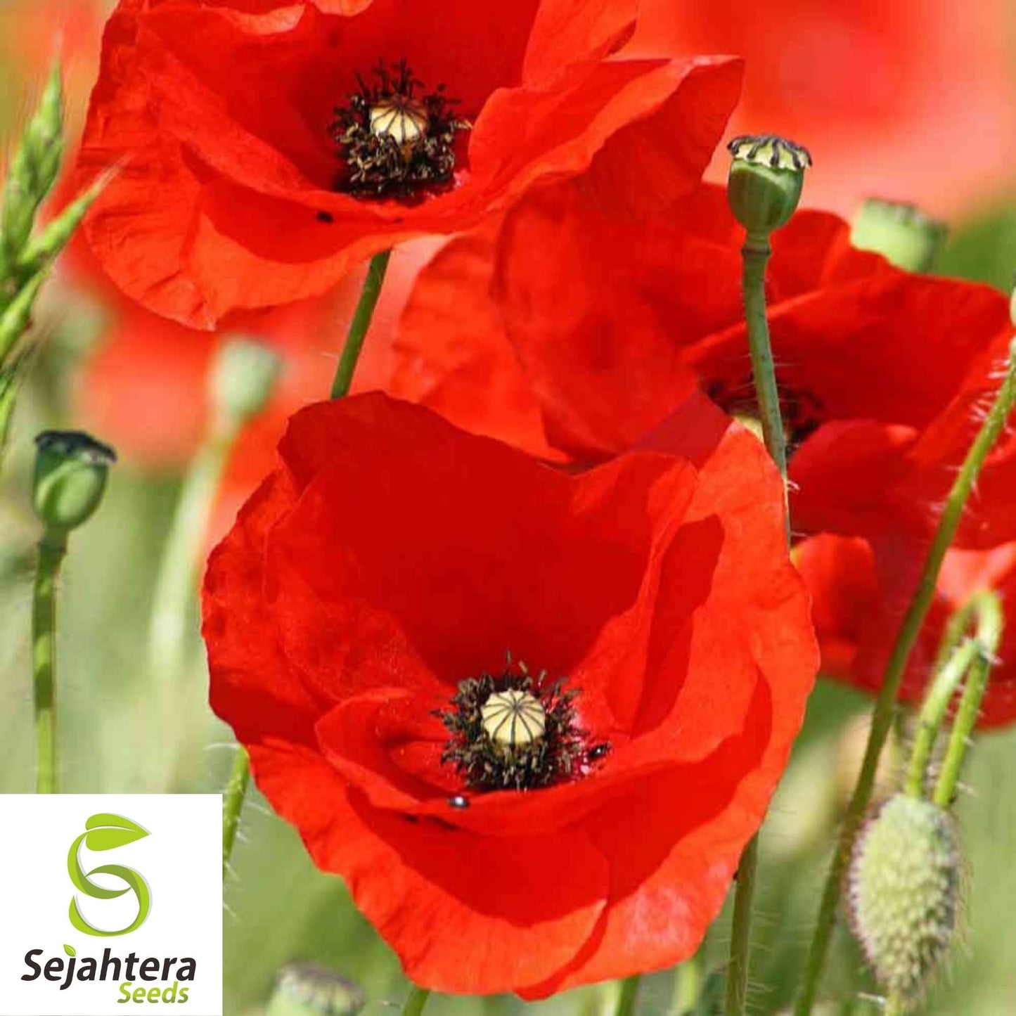 Corn Red Poppy Seeds 1000+ | Vibrant Annual Flower for Gardens USA