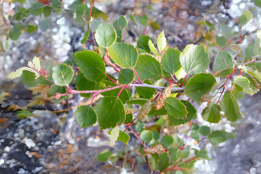 Red Birch Water Western Red Birch (Betula occidentalis)