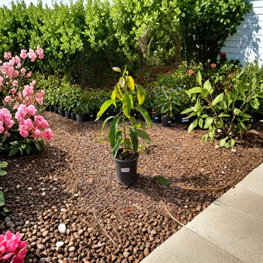 Hass Avocado Tree – Persea americana  Grafted Live Avocado Tree | 2–4 Feet Tall Type A Avocado • Ships to CA & PR