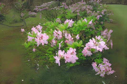 Royal Azalea (Rhododendron schlippenbachii)
