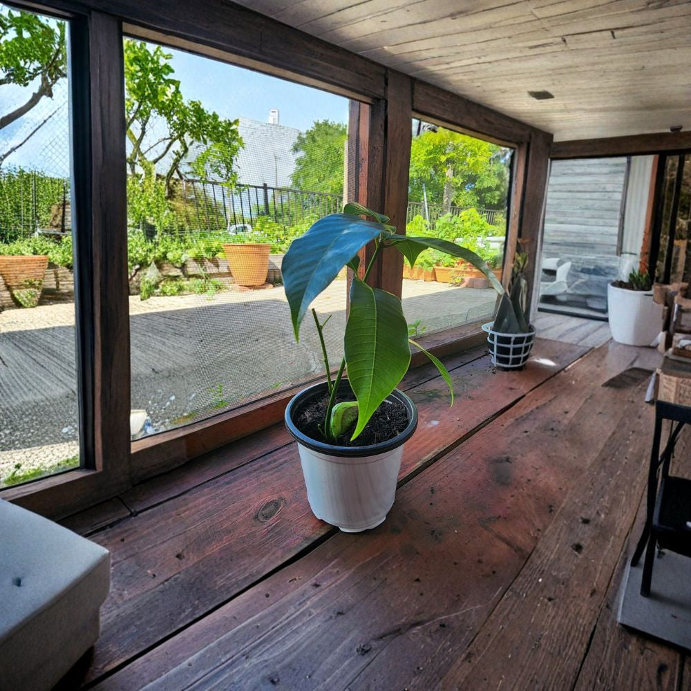 Valencia Pride Mango Tree – Mangifera indica Live Seedling | 7–10 Inches Tall | Organically Grown  Sweet Golden Fruit | Florida Favorite | Tropical Starter Plant