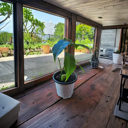 Valencia Pride Mango Tree – Mangifera indica Live Seedling | 7–10 Inches Tall | Organically Grown  Sweet Golden Fruit | Florida Favorite | Tropical Starter Plant