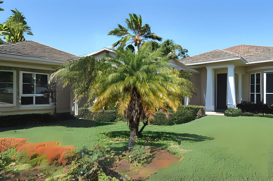 Roebellini Palm Houseplant 18-25 in | Pygmy Date Palm | Phoenix roebelenii | Indoor/Outdoor Tropical Plant