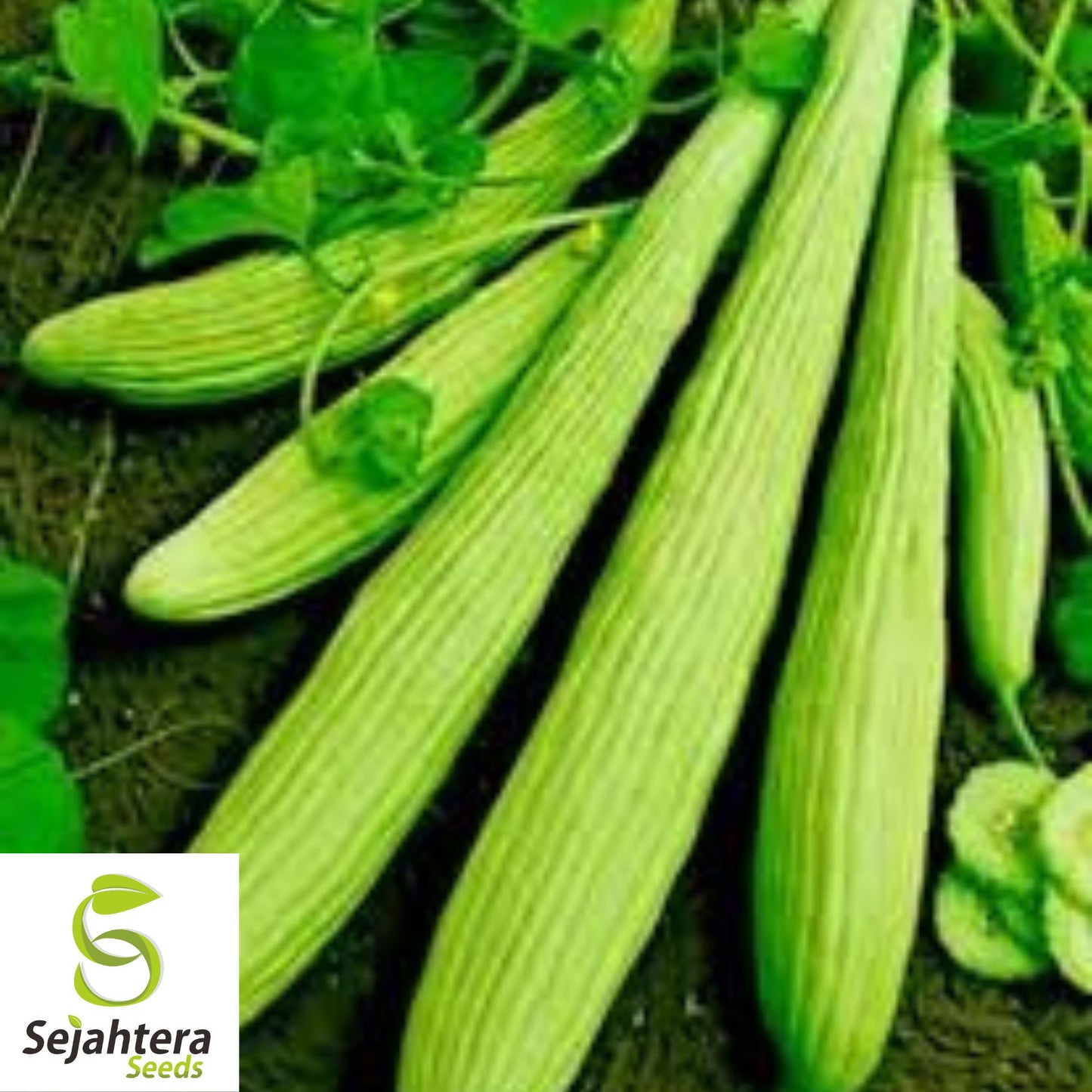 Suyo Long Cucumber Seeds - 100+ Organic Heirloom - Crisp & Non-GMO - Rare